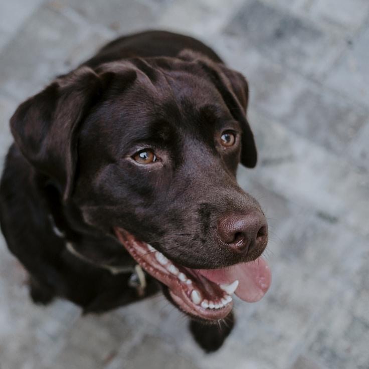 Portrait of Aria Vale, group coordinator and fusion cooking expert
